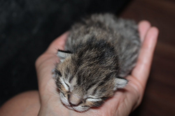 Kitten Ziggy. Four days old. For adoption.