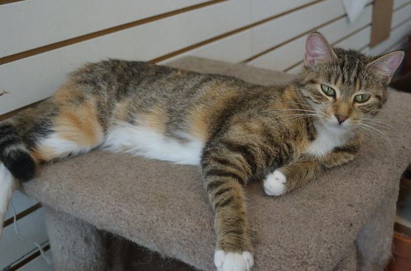 Zira. Sociable cat for adoption. Oasis Animal Rescue, Oshawa Ontario