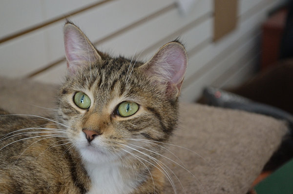 Zira. Sociable cat for adoption. Oasis Animal Rescue, Oshawa Ontario