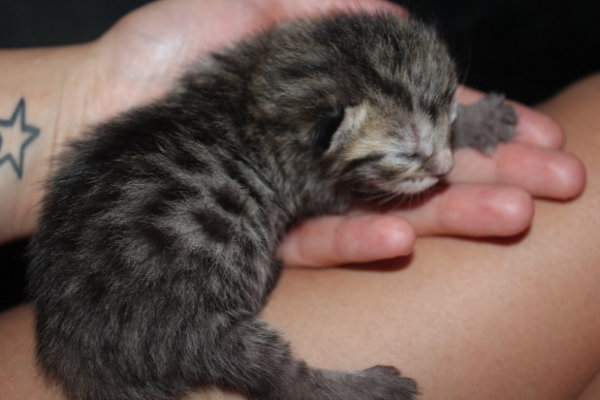 Kitten named Zoey (female) at four days old.