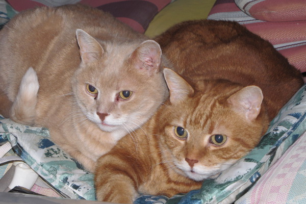 Dusty and Rusty. Cats for adoption at Oasis Animal Rescue, Oshawa, ON