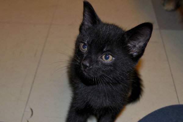 Jet - a kitten for adoption at Oasis Animal Rescue, Oshawa, Ontario