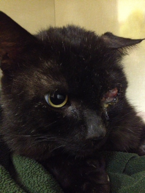 Knuckles - a badly neglected cat currently in veterinary care - oasisanimalrescue.ca