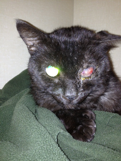 Knuckles - a badly neglected cat currently in veterinary care - oasisanimalrescue.ca