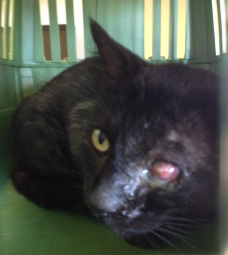 Knuckles - a badly neglected cat currently in veterinary care - oasisanimalrescue.ca