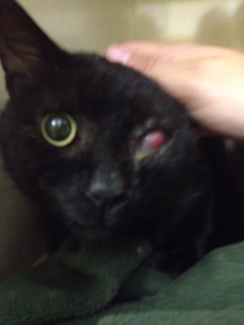 Knuckles - a badly neglected cat currently in veterinary care - oasisanimalrescue.ca