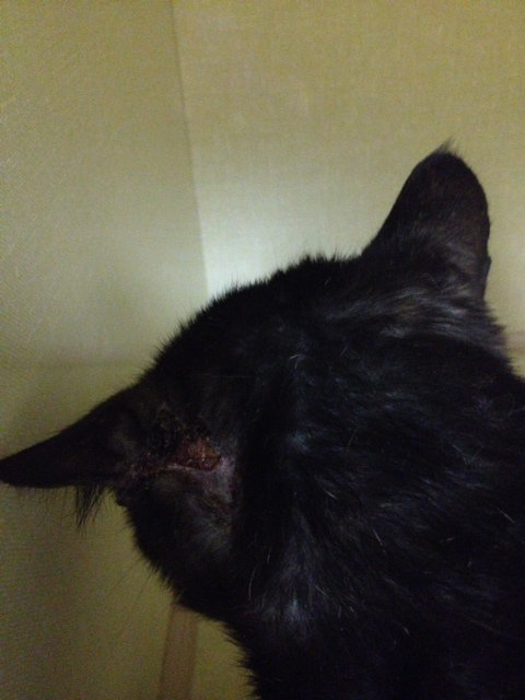 Knuckles - a badly neglected cat currently in veterinary care - oasisanimalrescue.ca