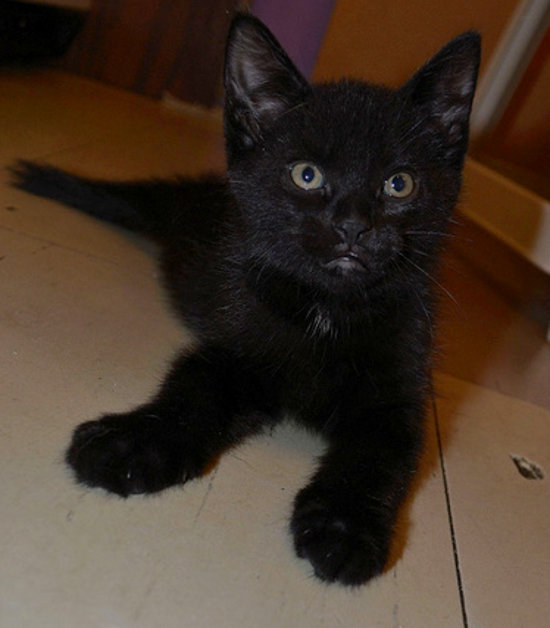 Kitten named Onyx for adoption - Oasis Animal Rescue