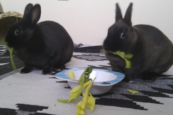 Rainbow and Daisy. Rabbits for adoption at Oasis Animal Rescue, Oshawa, Durham Region