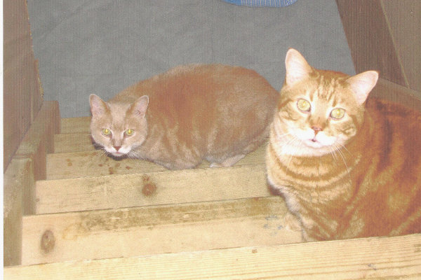 Rusty and Dusty. Cats for adoption at Oasis Animal Rescue, Oshawa, Durham Region