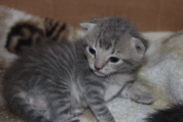 Kitten named Sassy for adoption
