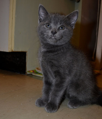 Kitten named Smokey for adoption