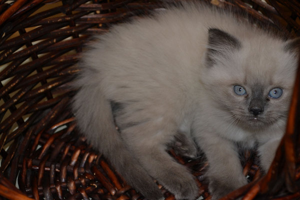 Washtay. Kitten for adoption at Oasis Animal Rescue. Oshawa, ON