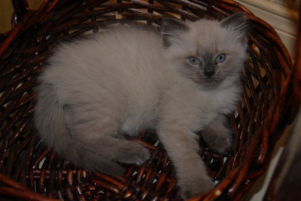 Washtay. Kitten for adoption at Oasis Animal Rescue. Oshawa, ON