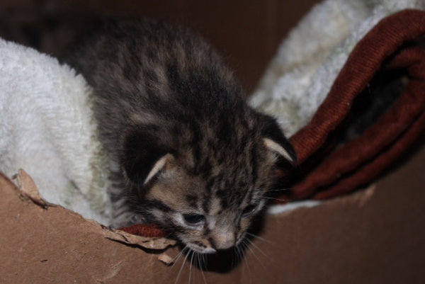 Kitten named Sassy for adoption