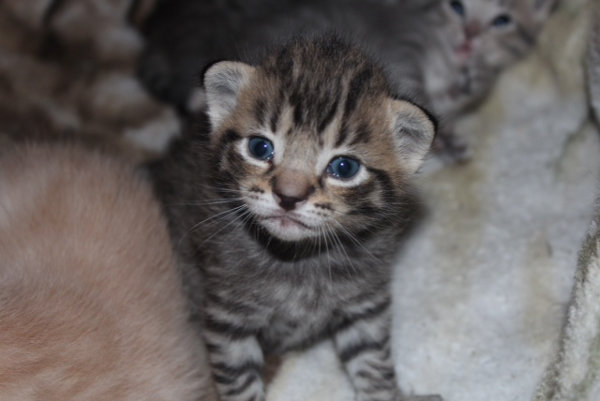 Kitten named Zoey for adoption