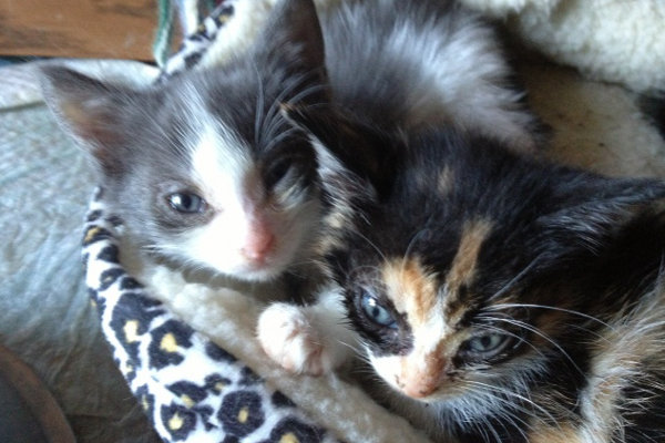 Bentley and Nova, Danielle's kittens for adoption. Oasis Animal Rescue, Oshawa, ON