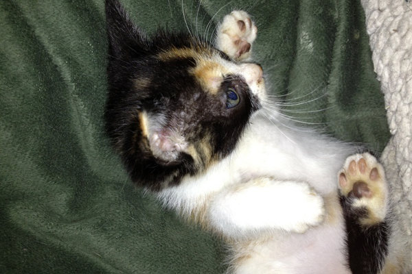 Nova. Kitten for adoption at Oasis Animal Rescue