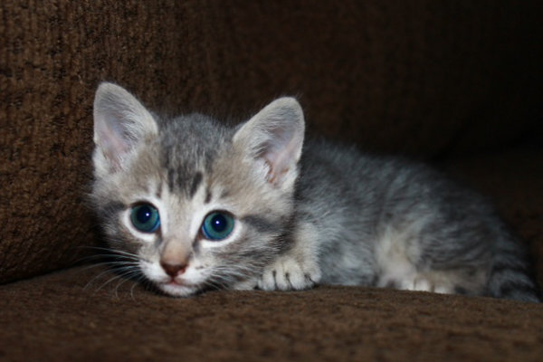 Sassy, kitten for adoption at Oasis Animal Rescue