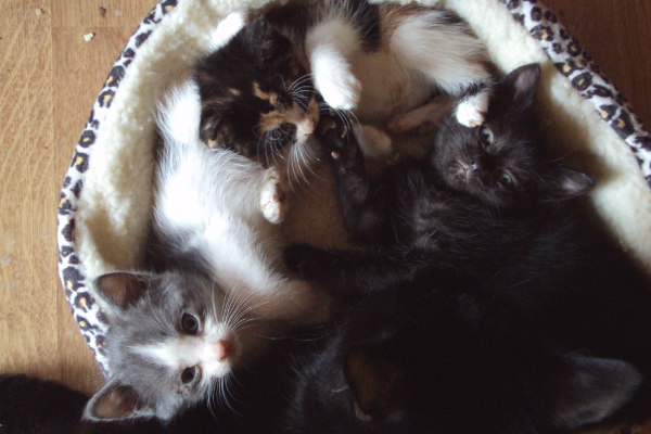 Danielle's kittens for adoption. Oasis Animal Rescue, Oshawa, ON