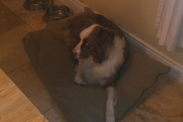 Australian Shepherd dog named Foster - for adoption