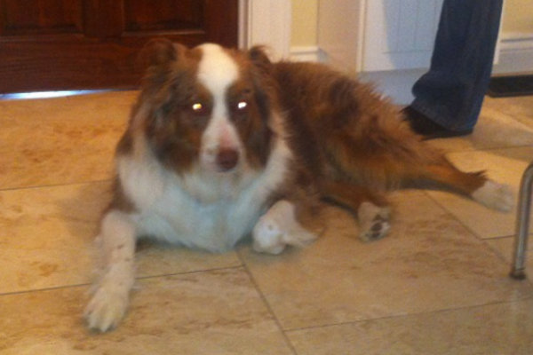 Australian Shepherd dog named Foster - for adoption