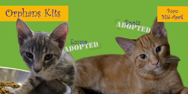 kittens adopted