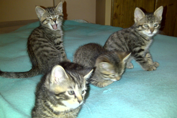 Maurie's four kittens. Ready for adoption. Oasis Animal Rescue, Oshawa