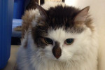 Cat for adoption, named Brando. Oasis Animal Rescue, Oshawa, Ontario