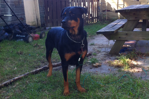 Cindy. A Rottweiler for adoption. Oasis Animal Rescue
