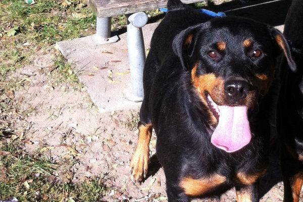 Cindy. A Rottweiler for adoption. Oasis Animal Rescue