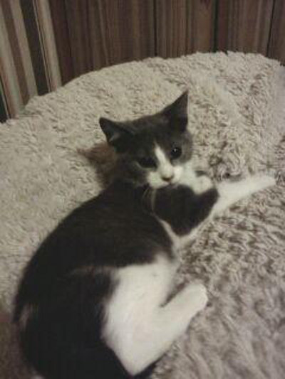 Kitten named Daytona for adoption. Oasis Animal Rescue