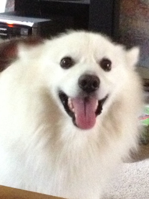 Denver, American Eskimo Dog for adoption. Oasis Animal Rescue.