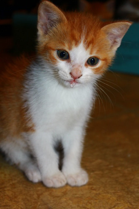 Kittens found abandoned in park - for adoption, Oasis Animal Rescue