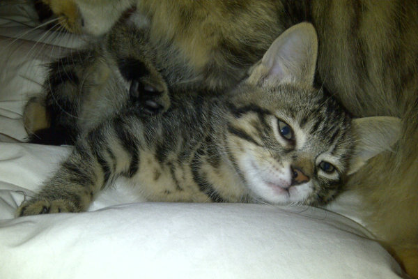 Matheus one of Matilda one of Maurie's four kittens. Ready for adoption. Oasis Animal Rescue, Oshawa