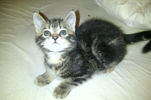 Matilda one of Maurie's four kittens. Ready for adoption. Oasis Animal Rescue, Oshawa