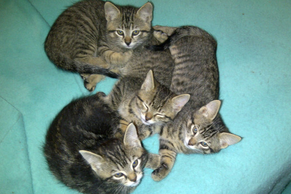 Maurie's kittens / cat for adoption at Oasis Animal Rescue