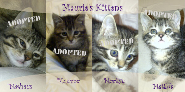 Maurie's Kittens All Now Adopted