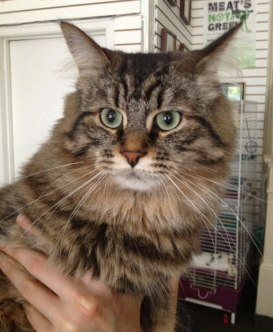 Tabby Cat Milo for Adoption