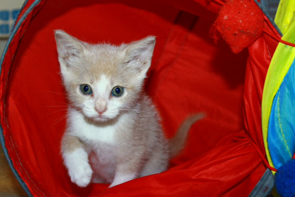 Kitten named Rotary, for adoption