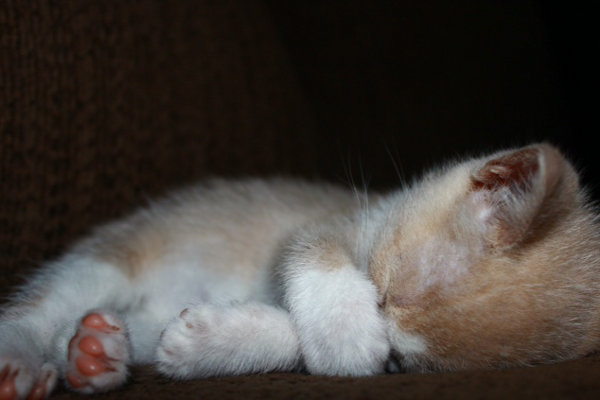 Kitten named Rotary, for adoption in Oshawa