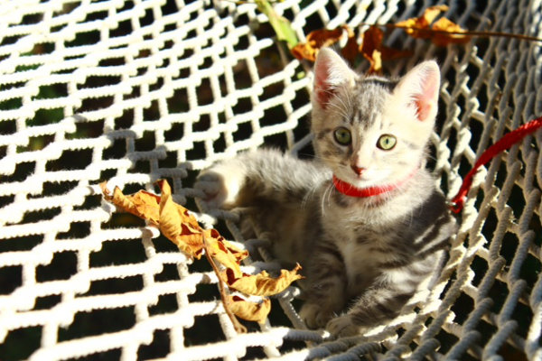 Sassy. KItten for adoption at Oasis Animal Rescue, Oshawa, ON