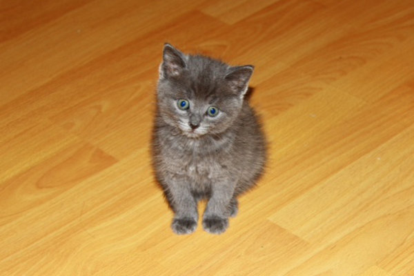 Sherwood, a kitten for adoption