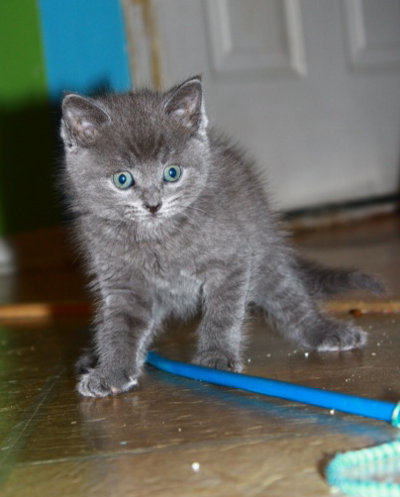 Adopt this  kitten named Sherwood