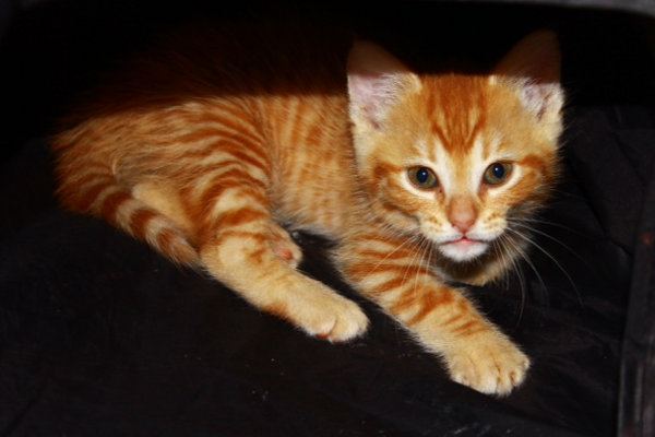 Kitten named Sunny for adoption