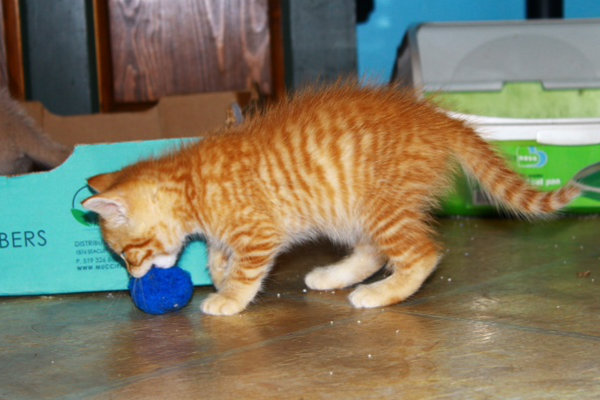 Sunnyside, a kitten for adoption in Oshawa