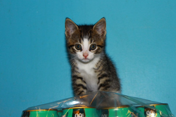 Thornton - a kitten for adoption