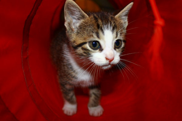 Thornton, a kitten for adoption in Oshawa