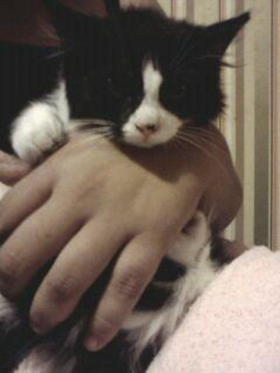 Kitten named Wheelie for adoption. Oasis Animal Rescue