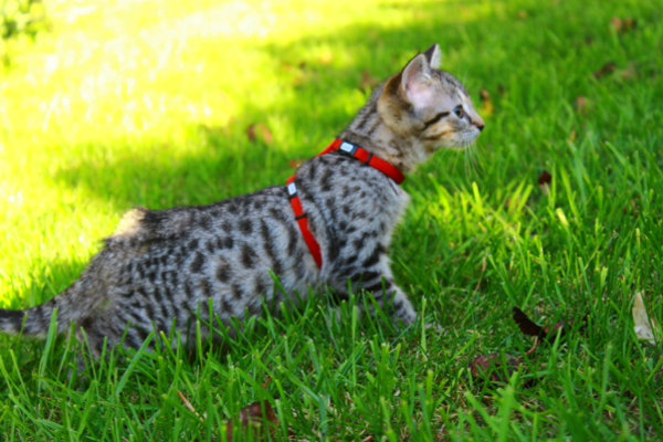 Zoey. KItten for adoption at Oasis Animal Rescue, Oshawa, ON